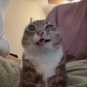Gallery Banner for Cute Cat on PvPRP