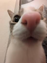 Kubvss's Profile Picture on PvPRP