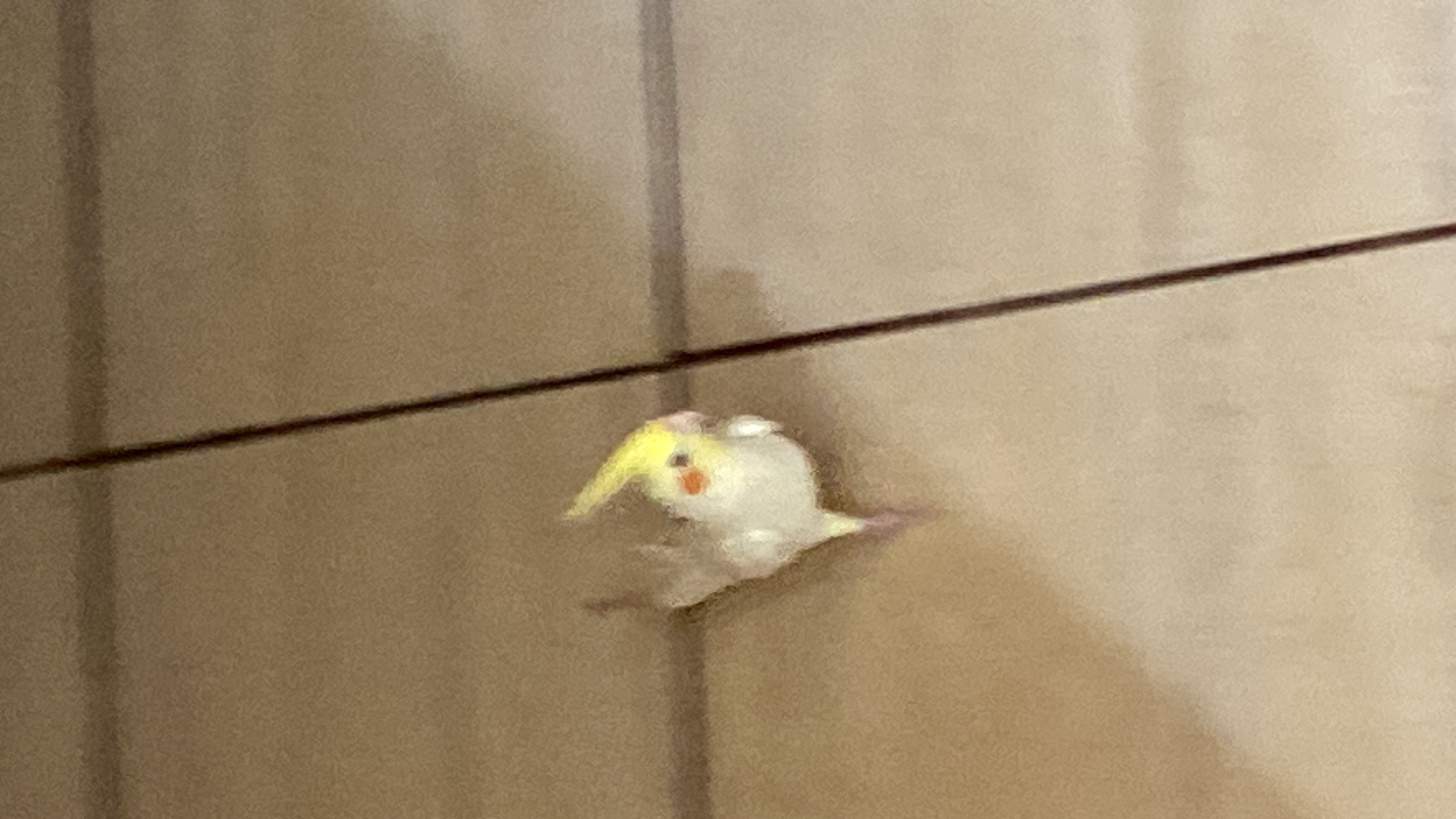 gbrlol profile picture